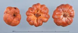   Fruits:   Glochidion ferdinandi ; Photo by C. Southwick, Dried Botanical ID
